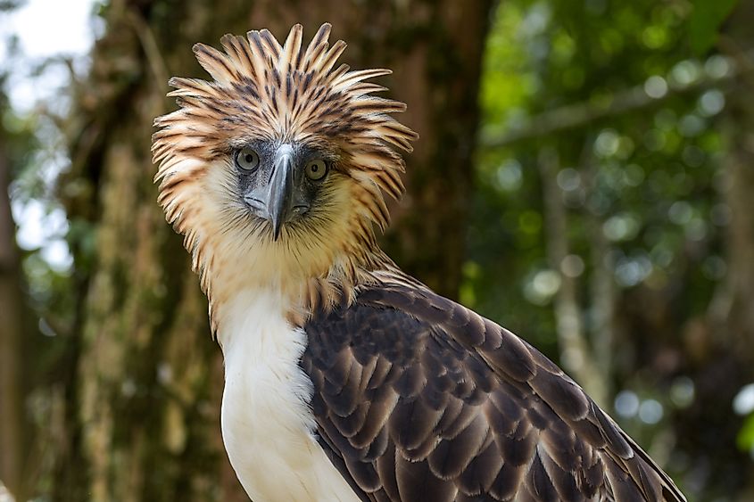 Beautiful Birds That Are Endemic To The Philippines WorldAtlas