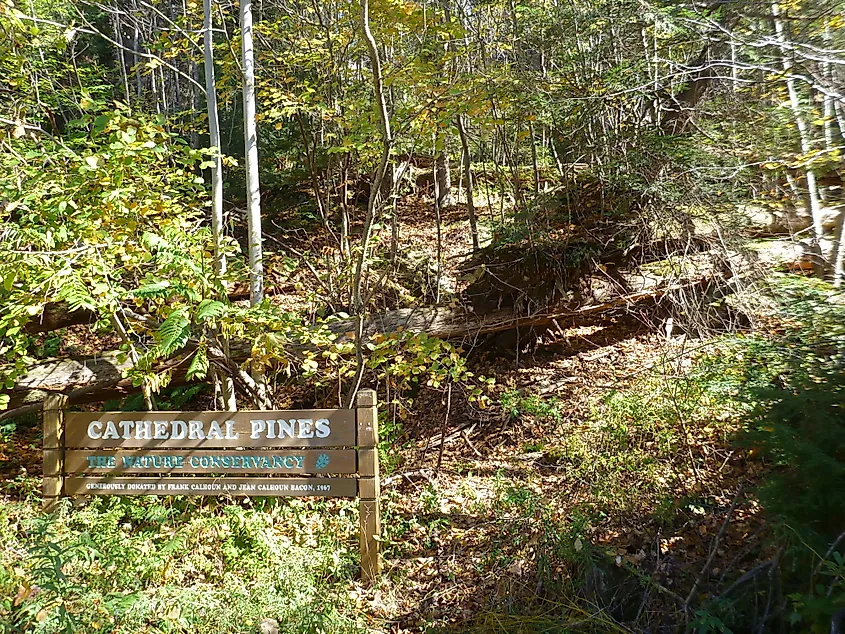Cathedral Pines Preserve in Connecticut.