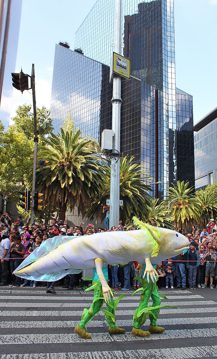 Performers carry a giant axolotl costume through a Day of the Dead parade in Mexico City as crowds watch from the street.