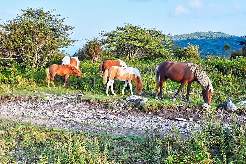 Feral wild ponies in the mountains of southwest Virginia in Grayson Highlands State Park