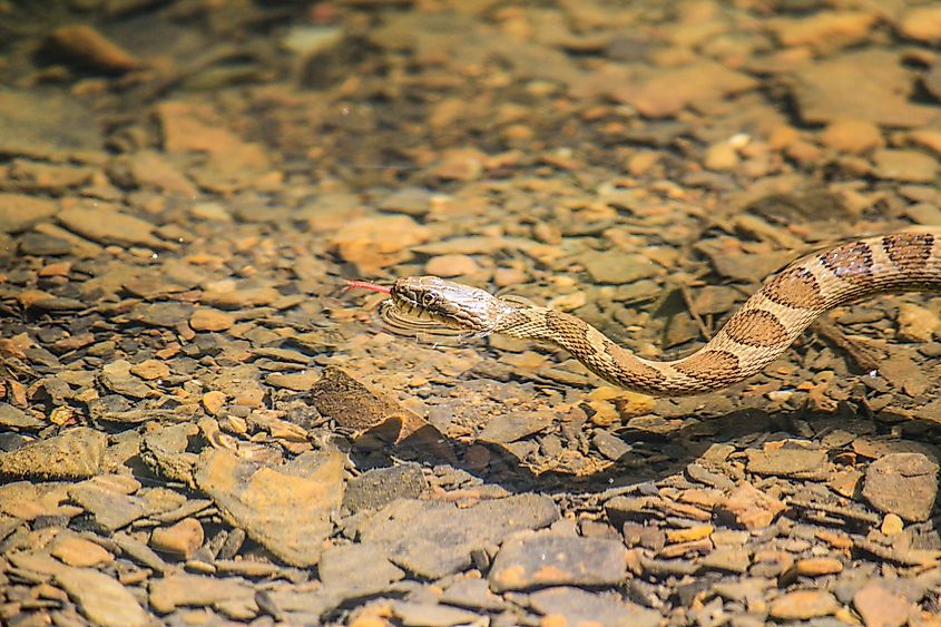 A common water snake swimming with its head above the surface, tongue flicking out.