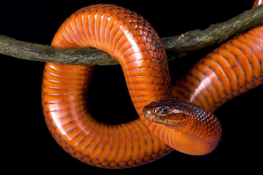 A Collett's snake (Pseudechis colletti) resting on a branch against a solid black background