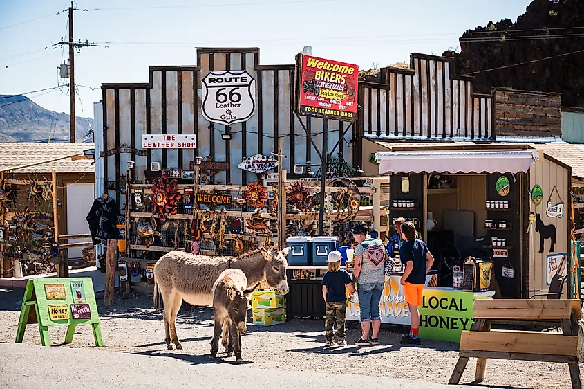 Wild burros walk through the historic gold mining town of Oatman, Arizona.