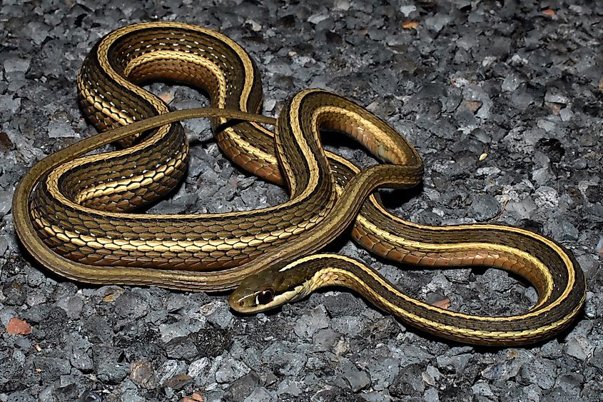  Eastern ribbon snake (thamnophis saurita)