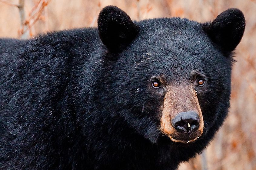 A close up picture of a Black bear.