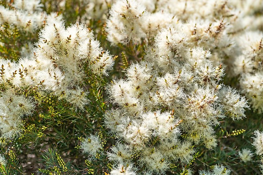 Close up of a melaleuca tree.