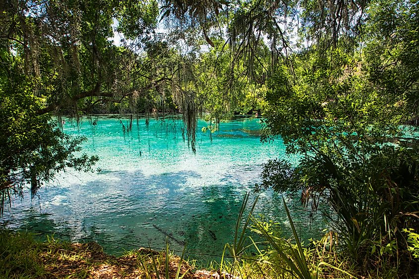 Silver Glen Springs, Florida.