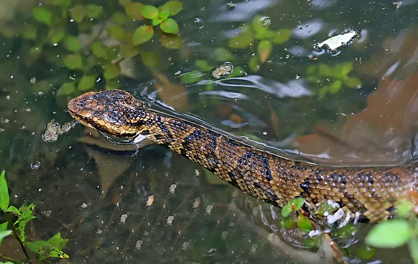 Water Moccasin ( Cottonmouth Snake)