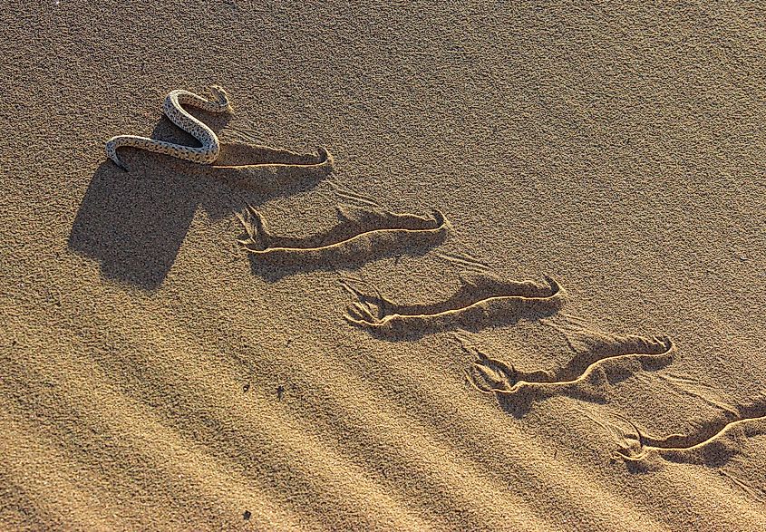 Sidewinder snake slithering through the desert sand.