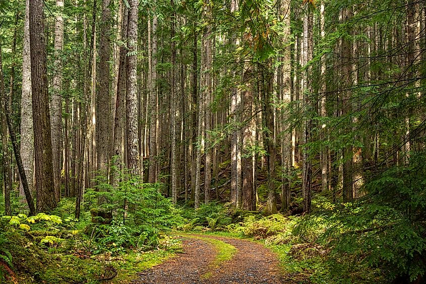 Mt. Baker-Snoqualmie National Forest
