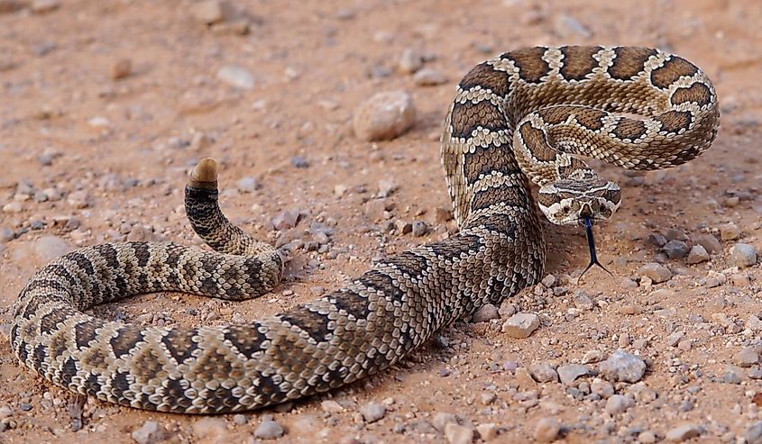 Dangerous rattle snake, coiled and ready to strike - Great Basin Rattlesnake, Crotalus oreganus lutosus