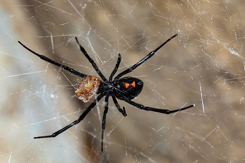 A Black Widow spider eating a cockroach.