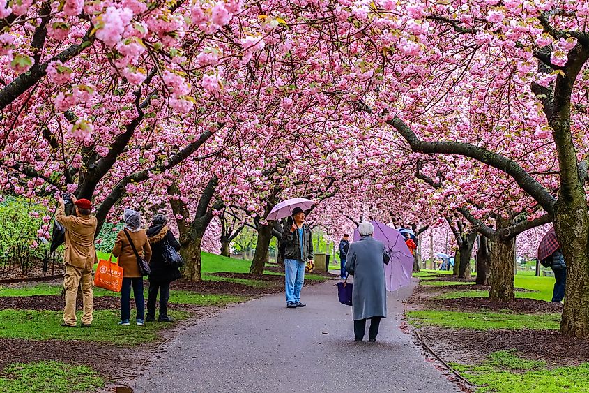 Visitors enjoy the cherry blossoms at the Brooklyn Botanic Garden in New York City, via NattyC / Shutterstock.com