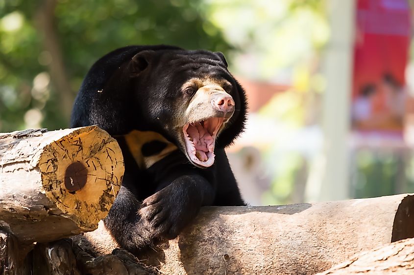 black bear (ursus americanus)