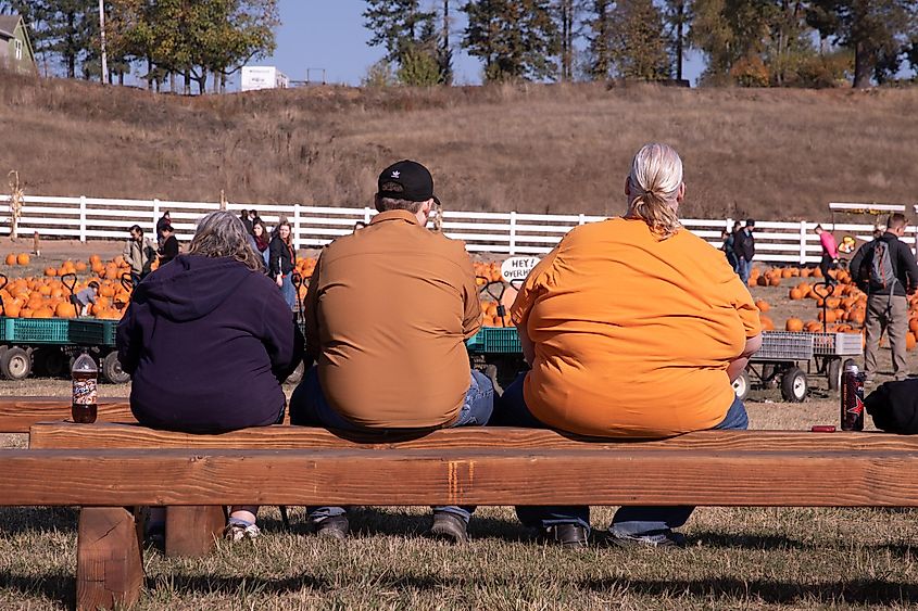 Oregon, USA: A family of overweight people sitting on a wooden bench on a pumpkin patch.