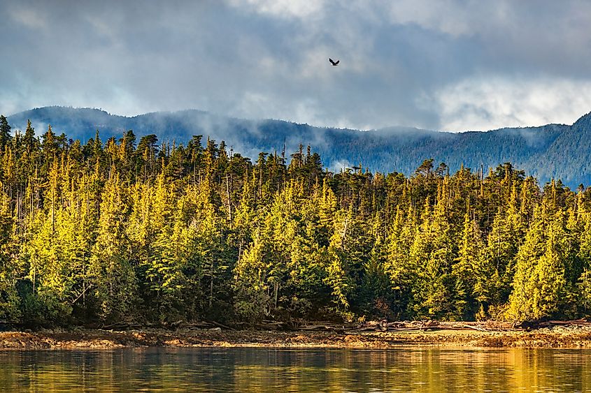 Coastal trees near Ketchikan, Alaska.