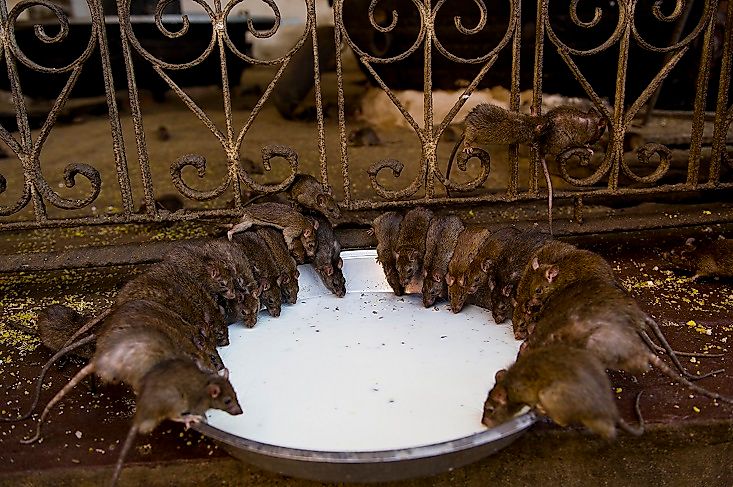 A feeding area inside the Karni Mata Rat Temple.