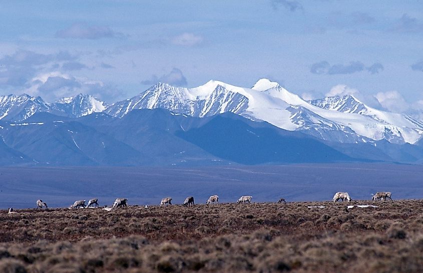 A caribou herd grazing in the ANWR, Alaska