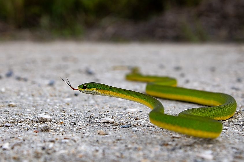 A rough green snake, one of the nonvenomous species found around Greers Ferry Lake.