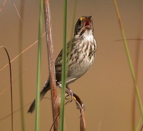 Cape Sable Seaside Sparrow in Florida Everglades.