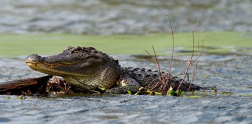 An American alligator in Lake Martin, Louisiana.