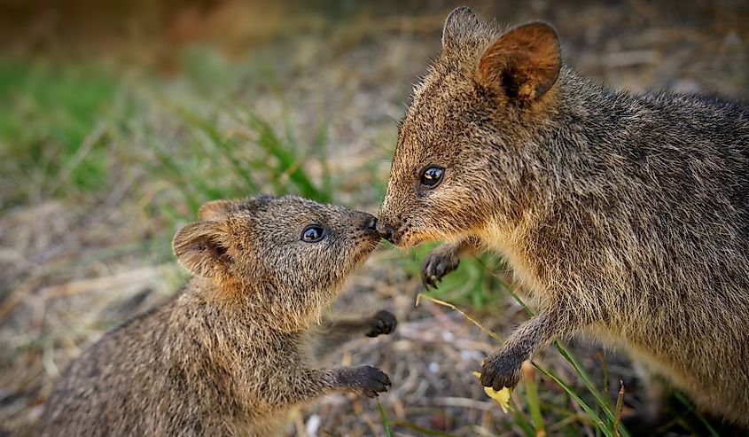 Two quokkas pressing their noses together.