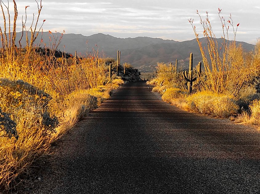 Driving through Saguaro National Park in Tucson, Arizona.