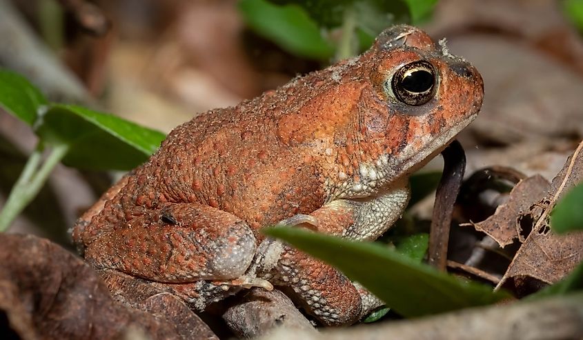 Profile view of a young Fowler's Toad on the forest floor. Raleigh, North Carolina.