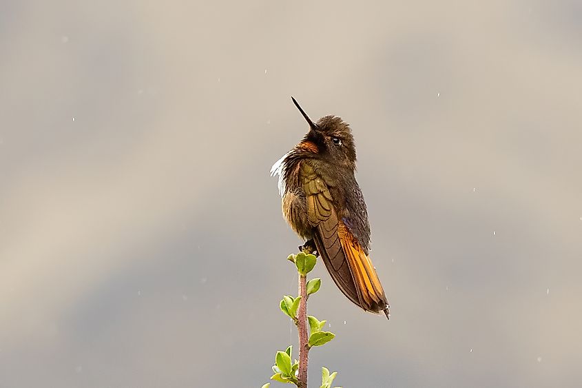 The White-Tufted Sunbeam is a hummingbird endemic to Peru.