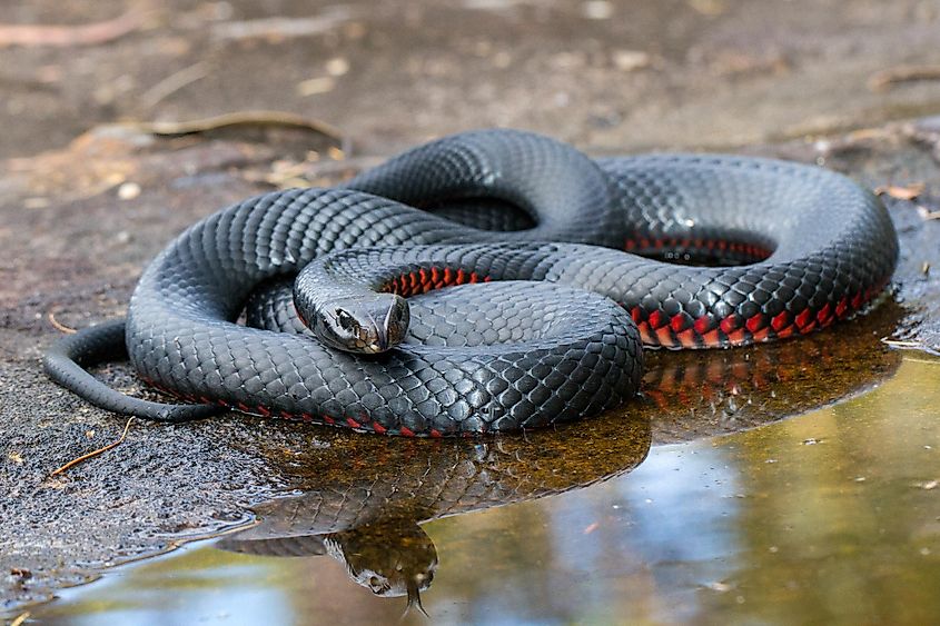 Red-bellied black snake with reflection in water.