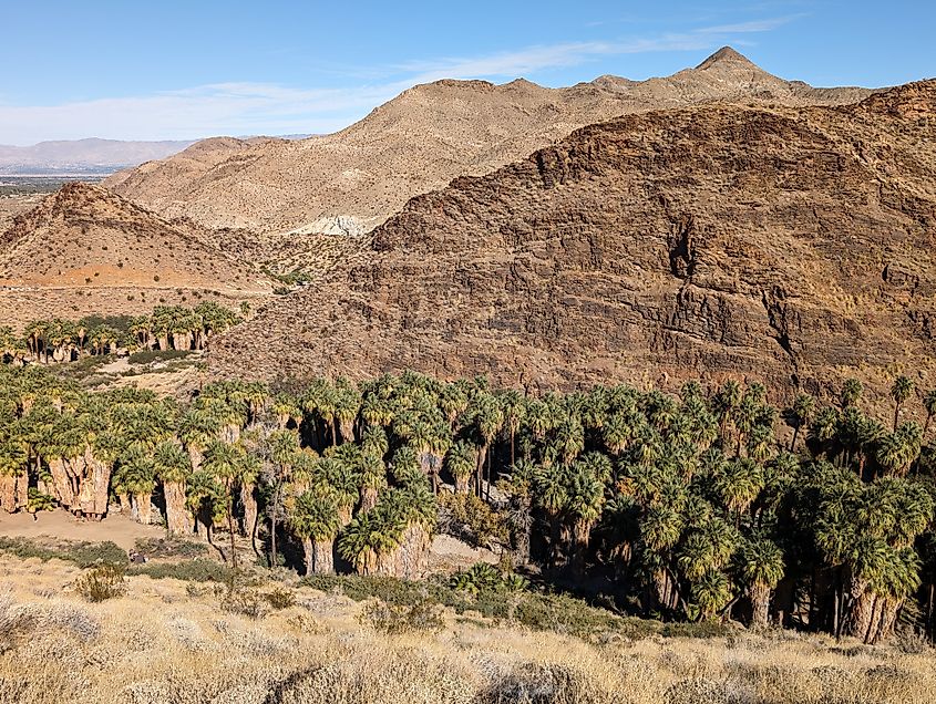 View of Palm Canyon from the West Fork Trail, Agua Caliente Indian Reservation, California.