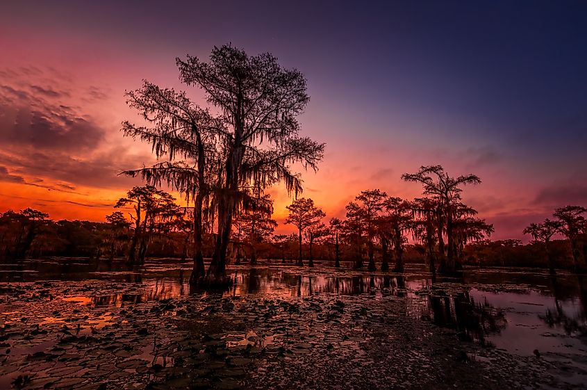 The enchanting, fairytale-like landscape of Caddo Lake at sunset on the Texas-Louisiana border