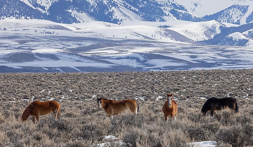 Wild horses in the Idaho Desert near Challis in winter