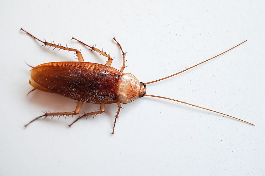 Close up photo of a dead cockroach lying prone position on a white floor.