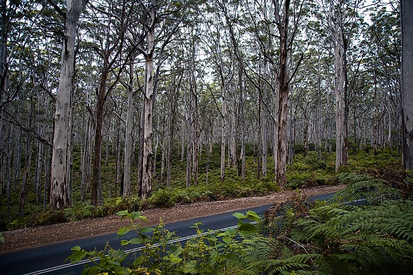 Caves Road through Boranup Karri Forest in Leeuwin-Naturaliste National Park, Western Australia