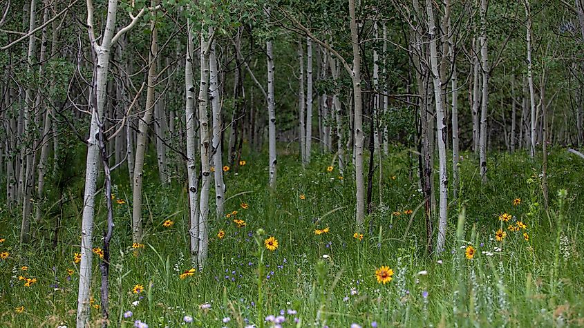 Summer flowers blooming amongst the aspen trees