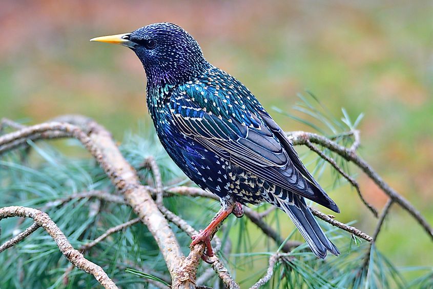 European starling (Sturnus vulgaris)