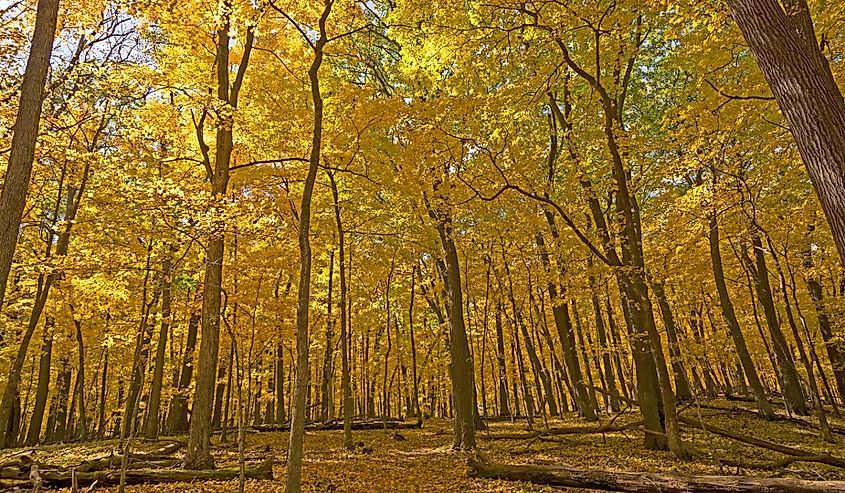 Walking Into a Yellow Forest in Backbone State Park in Iowa