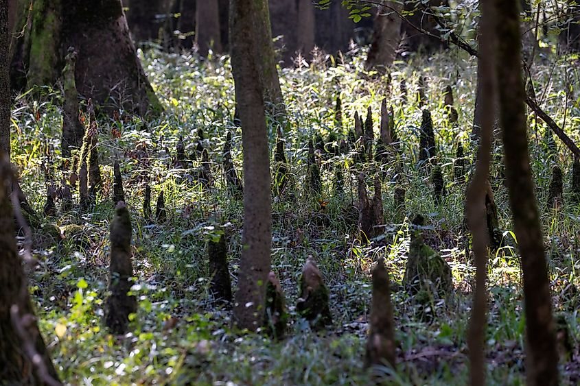 Bald cypress growing on the swampy ground of Congaree National Park in South Carolina