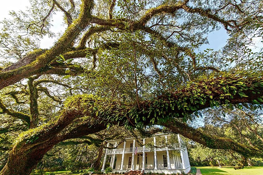 Moss-draped oak tree branches overhanging a white historic home in Eden Gardens, Niceville, Florida.