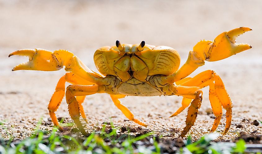 animals-that-live-in-cuba-worldatlas