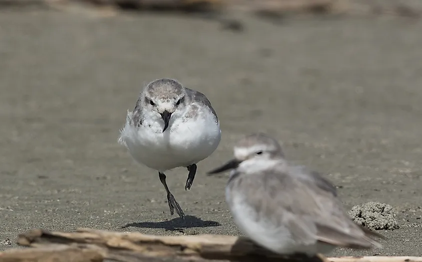 10 Animals That Are Asymmetrical - WorldAtlas