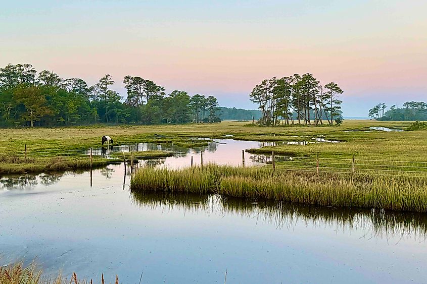 Wild pony on Beach Road Image Credit Bryan Dearsley