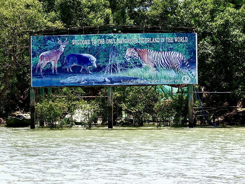 How Royal Bengal Tiger Is Important For Sundarbans Mangrove Forest [2023] -  Sundarbans JFMC