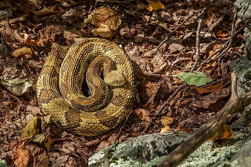 Timber rattlesnake basking on the forest floor just outside its den.