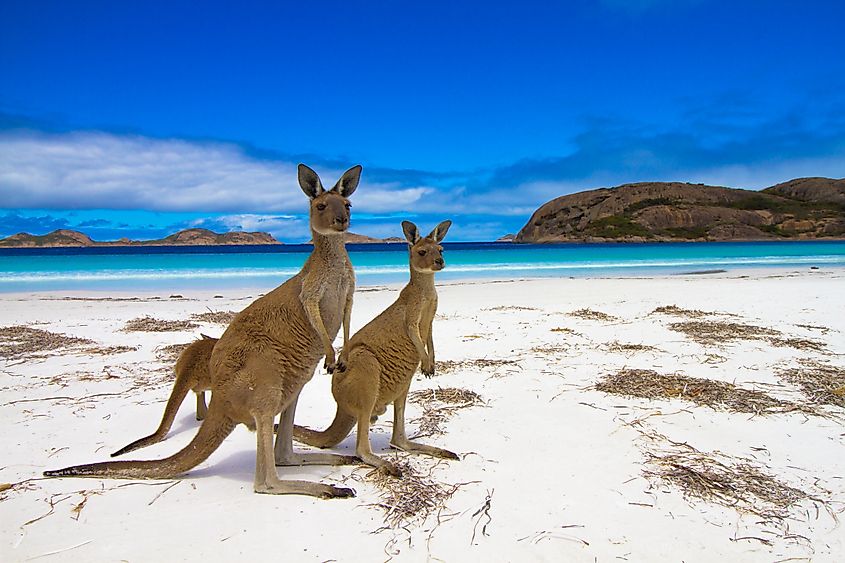 Kangaroos standing on the white sands of Lucky Bay in Esperance, Western Australia, near the turquoise shoreline. 