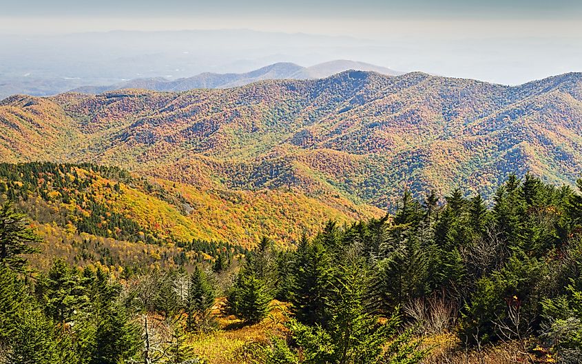 Fall foliage on Mount Mitchell in North Carolina.