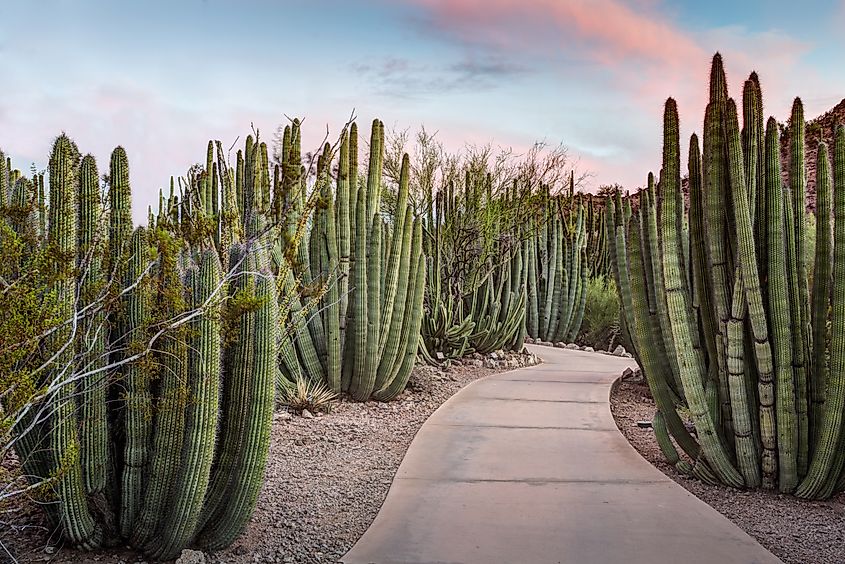 Walkway through a forest of organ pipe cacti in Phoenix, Arizona