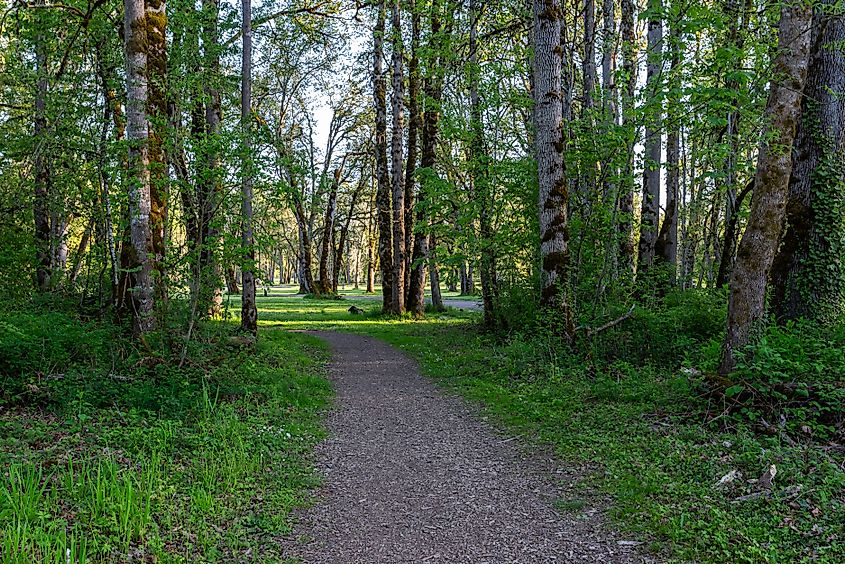 Footpath winding through lush, green woodland in Champoeg State Heritage Park, Oregon.