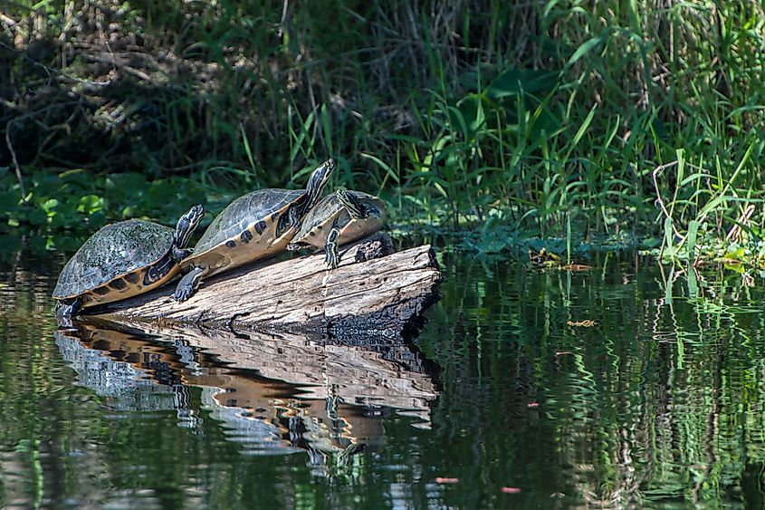 Turtles basking in the sun at Blue Spring State Park.